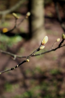 Castanea sativa 'Variegata' - kaštanovník jedlý - pupen